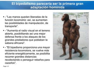 El bipedalismo parecería ser la primera gran
                        adaptación homínida

 - "Las manos quedan liberadas de la
  función locomotriz: así, se aumentan
  las posibilidades de manipulación, de
  transporte".
 - "Aumenta el radio visual en el terreno
  abierto, posibilitando así una mejor
  defensa frente a los ataques de los
  grandes predadores que poblaban la
  sabana africana".
 - "El bipedismo proporciona una mayor
  resistencia locomotora, se vuelve más
  eficiente energéticamente, se posibilita
  recorrer grandes distancias
  recolectando o perseguir rebaños para
  cazarlos".
Page  21
 