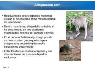 Adaptación rara


 Relativamente pocas especies modernas
  utilizan el bipedalismo como método normal
  de locomoción.
 Dentro mamíferos, el bipedalismo habitual
  ha desarrollado en tres ocasiones
  macropodos, ratones del canguro y simios.
 En el período Triásico algunos grupos de
  archosaurus (un grupo que incluye a
  antepasados cocodrilos) desarrollo
  bipedalismo desarrollado
 Entre los dinosaurios los terapodos y sus
  descendientes las aves son bípedos
  exclusivos


Page  22
 