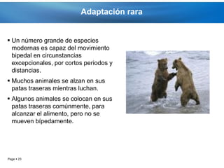 Adaptación rara


 Un número grande de especies
  modernas es capaz del movimiento
  bipedal en circunstancias
  excepcionales, por cortos periodos y
  distancias.
 Muchos animales se alzan en sus
  patas traseras mientras luchan.
 Algunos animales se colocan en sus
  patas traseras comúnmente, para
  alcanzar el alimento, pero no se
  mueven bípedamente.




Page  23
 