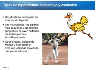 Tipos de bipedalismo: facultativo y exclusivo


 Hay dos tipos principales de
  locomoción bipedal:
 Los macropodos, los pájaros
  más pequeños y los ratones
  canguro se mueven saltando
  en ambas piernas
  simultáneamente.
 Otros grupos, incluyendo
  monos y aves como el
  avestruz, caminan moviendo
  una pierna a la vez




Page  24
 