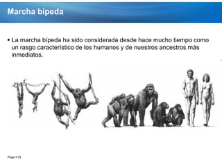 Marcha bípeda


 La marcha bípeda ha sido considerada desde hace mucho tiempo como
  un rasgo característico de los humanos y de nuestros ancestros más
  inmediatos.




Page  25
 
