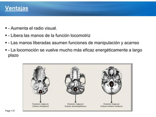 Ventajas


 - Aumenta el radio visual.
 - Libera las manos de la función locomotriz
 - Las manos liberadas asumen funciones de manipulación y acarreo
 - La locomoción se vuelve mucho más eficaz energéticamente a largo
  plazo




Page  27
 