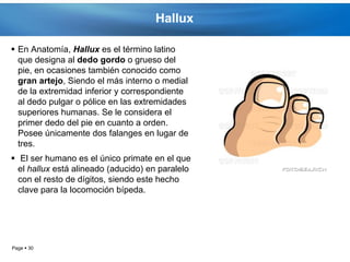 Hallux

 En Anatomía, Hallux es el término latino
  que designa al dedo gordo o grueso del
  pie, en ocasiones también conocido como
  gran artejo, Siendo el más interno o medial
  de la extremidad inferior y correspondiente
  al dedo pulgar o pólice en las extremidades
  superiores humanas. Se le considera el
  primer dedo del pie en cuanto a orden.
  Posee únicamente dos falanges en lugar de
  tres.
 El ser humano es el único primate en el que
  el hallux está alineado (aducido) en paralelo
  con el resto de dígitos, siendo este hecho
  clave para la locomoción bípeda.




Page  30
 