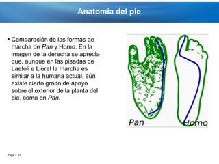 Anatomía del pie


 Comparación de las formas de
  marcha de Pan y Homo. En la
  imagen de la derecha se aprecia
  que, aunque en las pisadas de
  Laetoli e Lleret la marcha es
  similar a la humana actual, aún
  existe cierto grado de apoyo
  sobre el exterior de la planta del
  pie, como en Pan.




Page  31
 