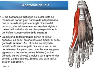 Anatomía del pie


 El pie humano se distingue de la del resto de
  mamíferos por un gran número de adaptaciones
  que le permite disipar la energía cinética del
  impacto, y transformarla en un impulsor rígido a
  través de los dedos de los pies y especialmente
  del hallux (conservación de la energía)
 La mayoría de los primates tienen el hallux
  oponible, es decir, en una posición similar al dedo
  gordo de la mano. Así, el hallux se proyecta
  lateralmente en un ángulo casi recto lo cual les
  permite usar los pies como usan las manos, para
  agarrarse a las ramas de los árboles (hábitat
  primario de los simios) e incluso para aprehender
  comida y otros objetos. Se dice que este hallux
  está en abducción.
  Page  32
 