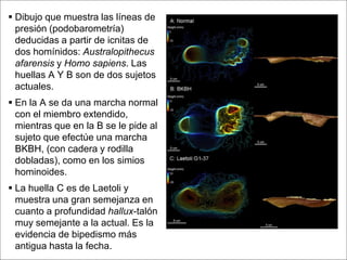  Dibujo que muestra las líneas de
  presión (podobarometría)
  deducidas a partir de icnitas de
  dos homínidos: Australopithecus
  afarensis y Homo sapiens. Las
  huellas A Y B son de dos sujetos
  actuales.
 En la A se da una marcha normal
  con el miembro extendido,
  mientras que en la B se le pide al
  sujeto que efectúe una marcha
  BKBH, (con cadera y rodilla
  dobladas), como en los simios
  hominoides.
 La huella C es de Laetoli y
  muestra una gran semejanza en
  cuanto a profundidad hallux-talón
  muy semejante a la actual. Es la
  evidencia de bipedismo más
  antigua hasta la fecha.
 Page  33
 