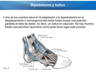Bipedalismo y hallux


 Uno de los eventos clave en la adaptación a la bipedestación es el
  desplazamiento o convergencia del hallux hasta ocupar una posición
  paralela al resto de dedos, es decir, un hallux en aducción. No hay muchos
  fósiles que permitan reconstruir cómo pudo tener lugar este proceso.




Page  34
 