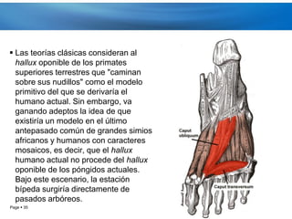  Las teorías clásicas consideran al
  hallux oponible de los primates
  superiores terrestres que "caminan
  sobre sus nudillos" como el modelo
  primitivo del que se derivaría el
  humano actual. Sin embargo, va
  ganando adeptos la idea de que
  existiría un modelo en el último
  antepasado común de grandes simios
  africanos y humanos con caracteres
  mosaicos, es decir, que el hallux
  humano actual no procede del hallux
  oponible de los póngidos actuales.
  Bajo este escenario, la estación
  bípeda surgiría directamente de
  pasados arbóreos.
Page  35
 