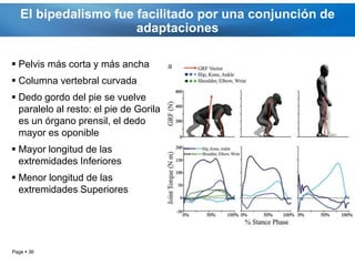 El bipedalismo fue facilitado por una conjunción de
                      adaptaciones

 Pelvis más corta y más ancha
 Columna vertebral curvada
 Dedo gordo del pie se vuelve
  paralelo al resto: el pie de Gorila
  es un órgano prensil, el dedo
  mayor es oponible
 Mayor longitud de las
  extremidades Inferiores
 Menor longitud de las
  extremidades Superiores




Page  36
 