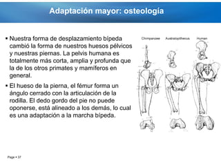 Adaptación mayor: osteología


 Nuestra forma de desplazamiento bípeda
  cambió la forma de nuestros huesos pélvicos
  y nuestras piernas. La pelvis humana es
  totalmente más corta, amplia y profunda que
  la de los otros primates y mamíferos en
  general.
 El hueso de la pierna, el fémur forma un
  ángulo cerrado con la articulación de la
  rodilla. El dedo gordo del pie no puede
  oponerse, está alineado a los demás, lo cual
  es una adaptación a la marcha bípeda.




Page  37
 