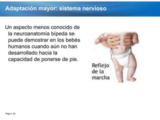 Adaptación mayor: sistema nervioso


Un aspecto menos conocido de
 la neuroanatomía bípeda se
 puede demostrar en los bebés
 humanos cuando aún no han
 desarrollado hacia la
 capacidad de ponerse de pie.




Page  39
 