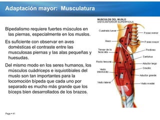 Adaptación mayor: Musculatura


Bipedalismo requiere fuertes músculos en
 las piernas, especialmente en los muslos.
Es suficiente con observar en aves
 domésticas el contraste entre las
 musculosas piernas y las alas pequeñas y
 huesudas.
Del mismo modo en los seres humanos, los
 músculos cuádriceps e isquiotibiales del
 muslo son tan importantes para la
 locomoción bípeda que cada uno por
 separado es mucho más grande que los
 bíceps bien desarrollados de los brazos.



Page  41
 