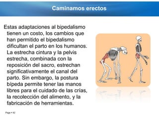 Caminamos erectos


Estas adaptaciones al bipedalismo
 tienen un costo, los cambios que
 han permitido el bipedalismo
 dificultan el parto en los humanos.
 La estrecha cintura y la pelvis
 estrecha, combinada con la
 reposición del sacro, estrechan
 significativamente el canal del
 parto. Sin embargo, la postura
 bípeda permite tener las manos
 libres para el cuidado de las crías,
 la recolección del alimento, y la
 fabricación de herramientas.
Page  42
 