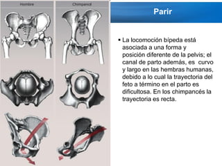 Parir


             La locomoción bípeda está
              asociada a una forma y
              posición diferente de la pelvis; el
              canal de parto además, es curvo
              y largo en las hembras humanas,
              debido a lo cual la trayectoria del
              feto a término en el parto es
              dificultosa. En los chimpancés la
              trayectoria es recta.




Page  43
 