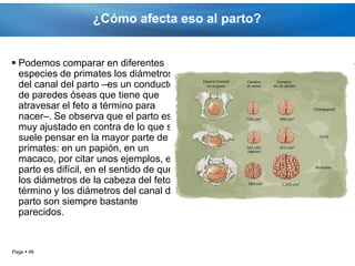 ¿Cómo afecta eso al parto?


 Podemos comparar en diferentes
  especies de primates los diámetros
  del canal del parto –es un conducto
  de paredes óseas que tiene que
  atravesar el feto a término para
  nacer–. Se observa que el parto es
  muy ajustado en contra de lo que se
  suele pensar en la mayor parte de los
  primates: en un papión, en un
  macaco, por citar unos ejemplos, el
  parto es difícil, en el sentido de que
  los diámetros de la cabeza del feto a
  término y los diámetros del canal del
  parto son siempre bastante
  parecidos.


Page  46
 