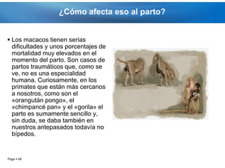 ¿Cómo afecta eso al parto?


 Los macacos tienen serias
  dificultades y unos porcentajes de
  mortalidad muy elevados en el
  momento del parto. Son casos de
  partos traumáticos que, como se
  ve, no es una especialidad
  humana. Curiosamente, en los
  primates que están más cercanos
  a nosotros, como son el
  «orangután pongo», el
  «chimpancé pan» y el «gorila» el
  parto es sumamente sencillo y,
  sin duda, se daba también en
  nuestros antepasados todavía no
  bípedos.


Page  48
 