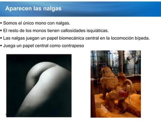 Aparecen las nalgas

 Somos el único mono con nalgas.
 El resto de los monos tienen callosidades isquiáticas.
 Las nalgas juegan un papel biomecánica central en la locomoción bípeda.
 Juega un papel central como contrapeso




  Page  56
 