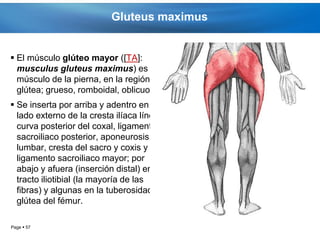 Gluteus maximus


 El músculo glúteo mayor ([TA]:
  musculus gluteus maximus) es un
  músculo de la pierna, en la región
  glútea; grueso, romboidal, oblicuo.
 Se inserta por arriba y adentro en el
  lado externo de la cresta ilíaca línea
  curva posterior del coxal, ligamento
  sacroiliaco posterior, aponeurosis
  lumbar, cresta del sacro y coxis y
  ligamento sacroiliaco mayor; por
  abajo y afuera (inserción distal) en el
  tracto iliotibial (la mayoría de las
  fibras) y algunas en la tuberosidad
  glútea del fémur.

Page  57
 