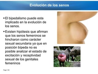 Evolución de los senos


 El bipedalismo puede esta
  implicado en la evolución de
  los senos.
 Existen hipótesis que afirman
  que los senos femeninos se
  hincharon como carácter
  sexual secundaria ya que en
  posición bípeda no es
  posible analizar el estado de
  excitación y receptividad
  sexual de los genitales
  femeninos
Page  59
 