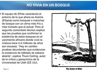 NO VIVIA EN UN BOSQUE

 El equipo de White caracterizó el
  entorno de lo que ahora es Aramis
  (Etiopía) como bosques o manchas
  de bosque con un clima más frío y
  más húmedo que el actual. Pero el
  segundo comentario técnico explica
  que las pruebas que confirman la
  existencia de estos bosques en el
  yacimiento africano donde vivió la
  criatura hace 4,4 millones de años
  son escasas. “Hay en cambio
  pruebas abundantes que evidencian
  la existencia de hábitats de sabana
  abierta”, explica Thure Cerling, autor
  de la crítica y geoquímico de la
  Universidad de Utah (EE UU).

  Page  6
 