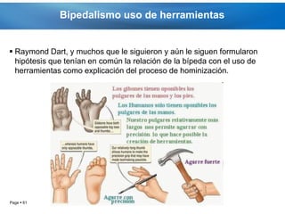 Bipedalismo uso de herramientas


 Raymond Dart, y muchos que le siguieron y aún le siguen formularon
  hipótesis que tenían en común la relación de la bípeda con el uso de
  herramientas como explicación del proceso de hominización.




Page  61
 