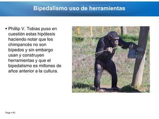 Bipedalismo uso de herramientas


 Phillip V. Tobias puso en
  cuestión estas hipótesis
  haciendo notar que los
  chimpancés no son
  bípedos y sin embargo
  usan y construyen
  herramientas y que el
  bipedalismo es millones de
  años anterior a la cultura.




Page  63
 