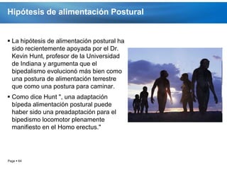 Hipótesis de alimentación Postural


 La hipótesis de alimentación postural ha
  sido recientemente apoyada por el Dr.
  Kevin Hunt, profesor de la Universidad
  de Indiana y argumenta que el
  bipedalismo evolucionó más bien como
  una postura de alimentación terrestre
  que como una postura para caminar.
 Como dice Hunt ", una adaptación
  bípeda alimentación postural puede
  haber sido una preadaptación para el
  bipedismo locomotor plenamente
  manifiesto en el Homo erectus."




Page  64
 