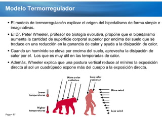 Modelo Termorregulador

  El modelo de termorregulación explicar el origen del bipedalismo de forma simple e
   imaginativas.
  El Dr. Peter Wheeler, profesor de biología evolutiva, propone que el bipedalismo
   aumenta la cantidad de superficie corporal superior por encima del suelo que se
   traduce en una reducción en la ganancia de calor y ayuda a la disipación de calor.
  Cuando un homínido se eleva por encima del suelo, aprovecha la disipación de
   calor por el. Los que es muy útil en las temporadas de calor.
  Además, Wheeler explica que una postura vertical reduce al mínimo la exposición
   directa al sol un cuadrúpedo expone más del cuerpo a la exposición directa.




Page  67
 