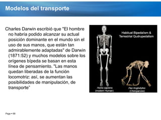 Modelos del transporte


Charles Darwin escribió que "El hombre
 no habría podido alcanzar su actual
 posición dominante en el mundo sin el
 uso de sus manos, que están tan
 admirablemente adaptadas" de Darwin
 (1871:52) y muchos modelos sobre los
 orígenes bípeda se basan en esta
 línea de pensamiento. "Las manos
 quedan liberadas de la función
 locomotriz: así, se aumentan las
 posibilidades de manipulación, de
 transporte”




Page  68
 