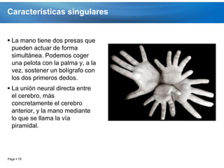 Características singulares


 La mano tiene dos presas que
  pueden actuar de forma
  simultánea. Podemos coger
  una pelota con la palma y, a la
  vez, sostener un bolígrafo con
  los dos primeros dedos.
 La unión neural directa entre
  el cerebro, más
  concretamente el cerebro
  anterior, y la mano mediante
  lo que se llama la vía
  piramidal.




Page  79
 