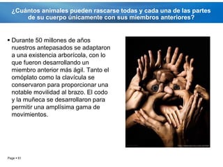 ¿Cuántos animales pueden rascarse todas y cada una de las partes
      de su cuerpo únicamente con sus miembros anteriores?


 Durante 50 millones de años
  nuestros antepasados se adaptaron
  a una existencia arborícola, con lo
  que fueron desarrollando un
  miembro anterior más ágil. Tanto el
  omóplato como la clavícula se
  conservaron para proporcionar una
  notable movilidad al brazo. El codo
  y la muñeca se desarrollaron para
  permitir una amplísima gama de
  movimientos.




Page  81
 
