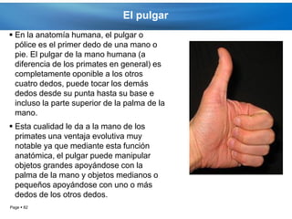 El pulgar
 En la anatomía humana, el pulgar o
  pólice es el primer dedo de una mano o
  pie. El pulgar de la mano humana (a
  diferencia de los primates en general) es
  completamente oponible a los otros
  cuatro dedos, puede tocar los demás
  dedos desde su punta hasta su base e
  incluso la parte superior de la palma de la
  mano.
 Esta cualidad le da a la mano de los
  primates una ventaja evolutiva muy
  notable ya que mediante esta función
  anatómica, el pulgar puede manipular
  objetos grandes apoyándose con la
  palma de la mano y objetos medianos o
  pequeños apoyándose con uno o más
  dedos de los otros dedos.
Page  82
 