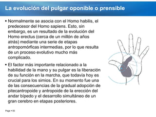 La evolución del pulgar oponible o prensible

 Normalmente se asocia con el Homo habilis, el
  predecesor del Homo sapiens. Esto, sin
  embargo, es un resultado de la evolución del
  Homo erectus (cerca de un millón de años
  atrás) mediante una serie de etapas
  antropomórficas intermedias, por lo que resulta
  de un proceso evolutivo mucho más
  complicado.
 El factor más importante relacionado a la
  habilidad de la mano y su pulgar es la liberación
  de su función en la marcha, que todavía hoy es
  crucial para los simios. En su momento fue una
  de las consecuencias de la gradual adopción de
  pitecantropoide y antropoide de la erección del
  andar bípedo y el desarrollo simultáneo de un
  gran cerebro en etapas posteriores.

Page  83
 