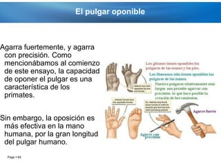 El pulgar oponible



Agarra fuertemente, y agarra
 con precisión. Como
 mencionábamos al comienzo
 de este ensayo, la capacidad
 de oponer el pulgar es una
 característica de los
 primates.


Sin embargo, la oposición es
 más efectiva en la mano
 humana, por la gran longitud
 del pulgar humano.
  Page  84
 