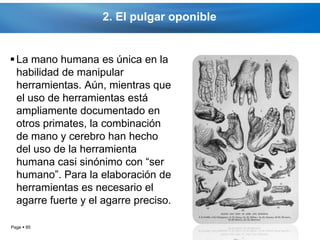 2. El pulgar oponible


 La mano humana es única en la
  habilidad de manipular
  herramientas. Aún, mientras que
  el uso de herramientas está
  ampliamente documentado en
  otros primates, la combinación
  de mano y cerebro han hecho
  del uso de la herramienta
  humana casi sinónimo con “ser
  humano”. Para la elaboración de
  herramientas es necesario el
  agarre fuerte y el agarre preciso.

Page  85
 