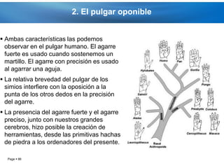 2. El pulgar oponible


 Ambas características las podemos
  observar en el pulgar humano. El agarre
  fuerte es usado cuando sostenemos un
  martillo. El agarre con precisión es usado
  al agarrar una aguja.
 La relativa brevedad del pulgar de los
  simios interfiere con la oposición a la
  punta de los otros dedos en la precisión
  del agarre.
 La presencia del agarre fuerte y el agarre
  preciso, junto con nuestros grandes
  cerebros, hizo posible la creación de
  herramientas, desde las primitivas hachas
  de piedra a los ordenadores del presente.

  Page  86
 