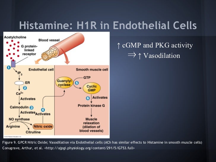 Bipn105 Symposia Presentation Slides vasoconstriction-what-is-it-causes-signs-symptoms-and-more-osmosis