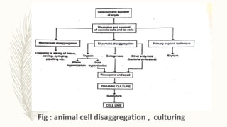 Animal cell culture technique : overview & procedures | PPTX