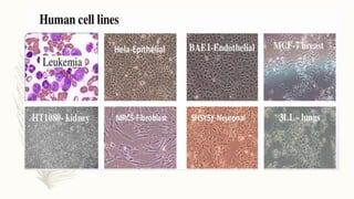 Animal cell culture technique : overview & procedures | PPTX