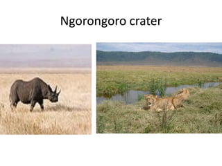 Ngorongoro crater
 