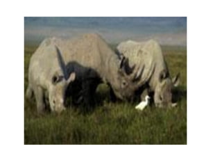 Round table 1 Occupational Health System in Tanzania