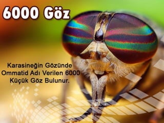 Biraz tefekkür