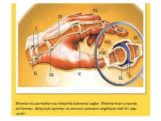 I. Kırılan kemiğin etrafında
dev bir pıhtı oluşur
II. Yeni kıkırdak doku oluşur
ve kırık bölgeyi sarar
III. Yeni kemik dokusu
oluşmaya başlar..
IV. Birkaç ay içinde yeni
kemik dokusu törpülenerek
şekil alır,
V. Hematom
VI.Yeni Kıkırdak Doku
VIII. Yeni Kemik Dokusu
 