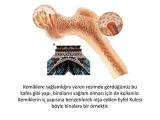 Kafatası, beyni korur ve aynı
zamanda gözler, kulaklar,
burun ve ağız için de
bağlantı yerleri sağlar.
Kafatası görünüşte çok basit
bir yapıya sahip gibi
görünür ancak iskeletin
aslında en kapsamlı
bölümüdür. Kafatasımızda
toplam 22 tane birbirinden
farklı kemik birbirine
bağlıdır.
 