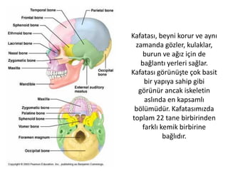 Siz ellerinizle hiç düşünmeden her istediğiniz hareketi
yapabilirsiniz. Yazı yazarsınız, yemek yersiniz, yüzünüzü
yıkarsınız, topu tutarsınız. Üstelik hiç zorlanmazsınız. Bilim
adamlarının ve teknisyenlerin çok uzun yıllar uğraşarak
ürettikleri yapay eller ise ancak belli hareketleri
yapabilirler.
Robot eli yapan mühendis Hans J. Schneebeli
 
