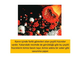 Elinizdeki bir kesik ya da düştüğünüzde açılan bir yara kısa sürede
iyileşir.
Damarın hasar gördüğünü öğrenen kanın içindeki bazı hücreler hemen
olay bölgesine hücum ederler. İlk olarak yaranın olduğu deliğe
dizilmeye başlarlar. Buraya adeta bir ağ örer ve kanın akışını
zorlaştırırlar. Daha sonra bu ağ yavaş yavaş sertleşmeye başlayıp bizim
yara kabuğu olarak adlandırdığımız hale dönüşür.
 