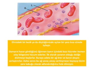 En Mükemmel Pompa
Yeryüzünün en mükemmel yapıya sahip pompası, şu
anda sol göğsünüzün hemen altında çalışmaktadır. Kalp,
akıl almaz tasarımı ve durmak bilmeyen atışlarıyla, 1 gün
içinde vücudumuzdaki kanın tamamının 1.000 tam devir
yapmasını sağlar.
 
