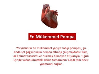 Kalbiniz dakikada 70 kere atar ve
tüm hayatınız boyunca toplam
300 milyon litre kan pompalar. Bu
miktardaki kan 10 bin adet petrol
tankerini doldurabilir.
Yumruk büyüklüğünde bir kastan
oluşan kalp, resimde de görüldüğü
gibi iki bölümden oluşur. Bu
bölümlerde iki ayrı pompa vardır.
Sol taraftaki pompa daha güçlüdür
ve temiz kanı vücuda pompalar. Sağ
taraftaki ise daha zayıf bir
pompadır ve kirli kanı akciğerlere
doğru pompalar. Kalpten
akciğerlere doğru olan bu yolculuk
kısa sürelidir ve bu nedenle "küçük
dolaşım" olarak adlandırılır. Diğeri
ise "büyük dolaşım" adını alır.
 