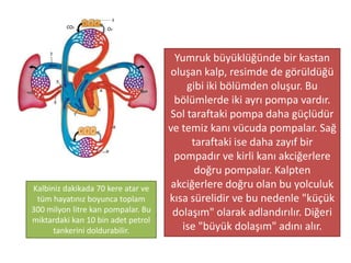 O, biri diğeriyle 'tam bir uyum' (mutabakat)
içinde yedi gök yaratmış olandır. Rahman (olan
Allah)ın yaratmasında hiçbir 'çelişki ve
uygunsuzluk' (tefavüt) göremezsin. İşte gözü(nü)
çevirip-gezdir; herhangi bir çatlaklık (bozukluk ve
çarpıklık) görüyor musun? Sonra gözünü iki kere
daha çevirip-gezdir; o göz (uyumsuzluk
bulmaktan) umudunu kesmiş bir halde bitkin
olarak sana dönecektir.
(Mülk Suresi, 3-4)
 