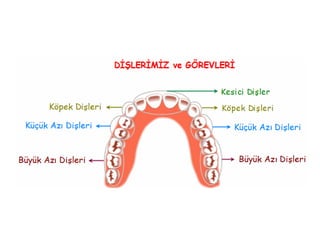 Gırtlak kapağı (Het strotklepje)
 